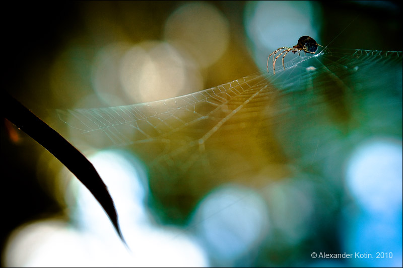 Spider
---------
 (  ,      )