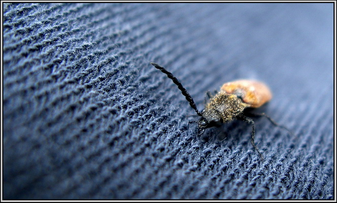 Bukashka One
---------
 (  ,      )