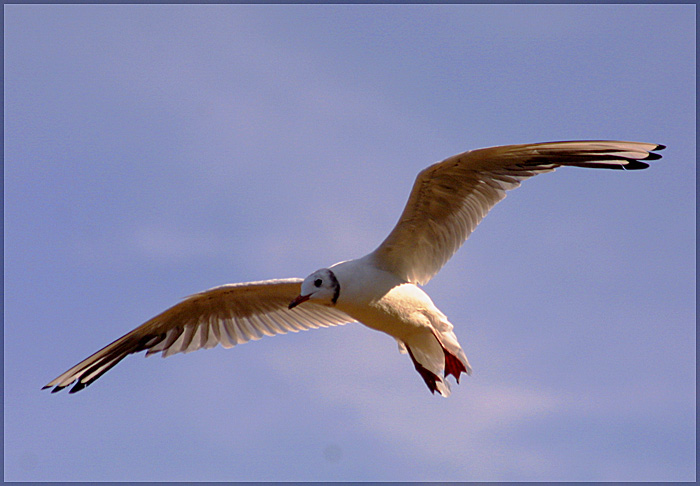 Flight
---------
 (  ,      )