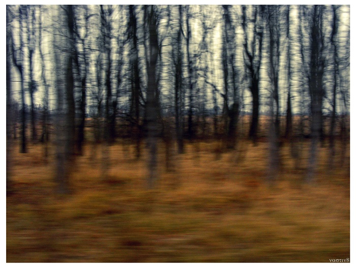 [trees in motion]
---------
 (  ,      )