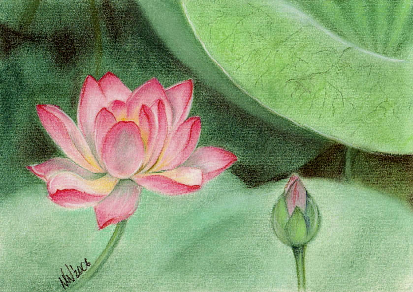 water Lily
---------
 (  ,      )