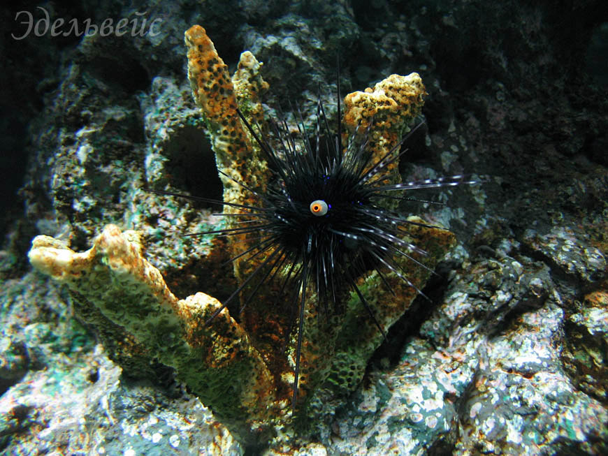   / Sea urchin
---------
 (  ,      )