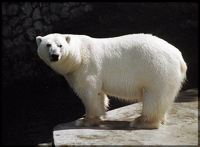 Polar bear.
---------
 (  ,      )