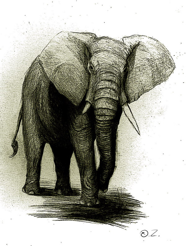 elephant
---------
 (  ,      )