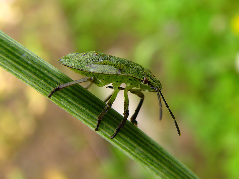  (. Hemiptera)
---------
 (  ,      )