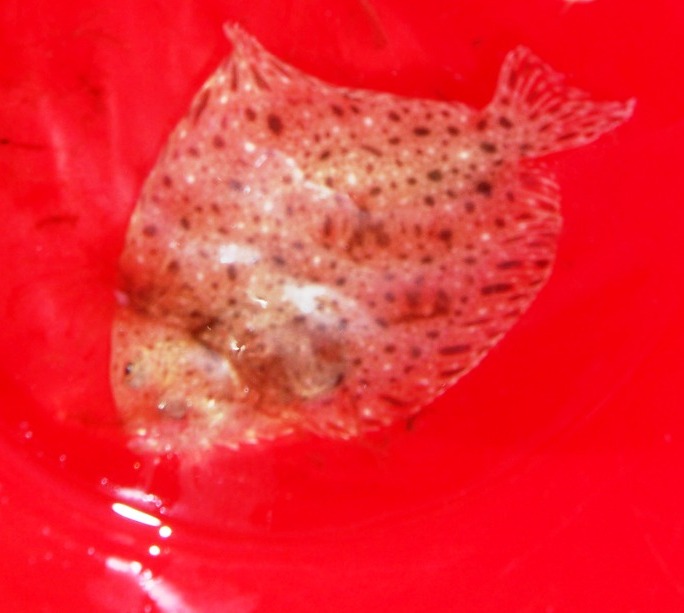 The flatfish
---------
 (  ,      )