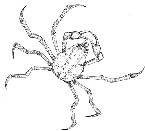 Hyas araneus
---------
 (  ,      )