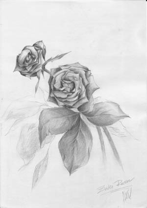 Cold Roses
---------
 (  ,      )