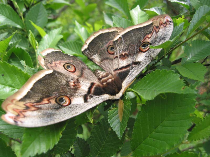 Saturnia pyri
---------
 (  ,      )