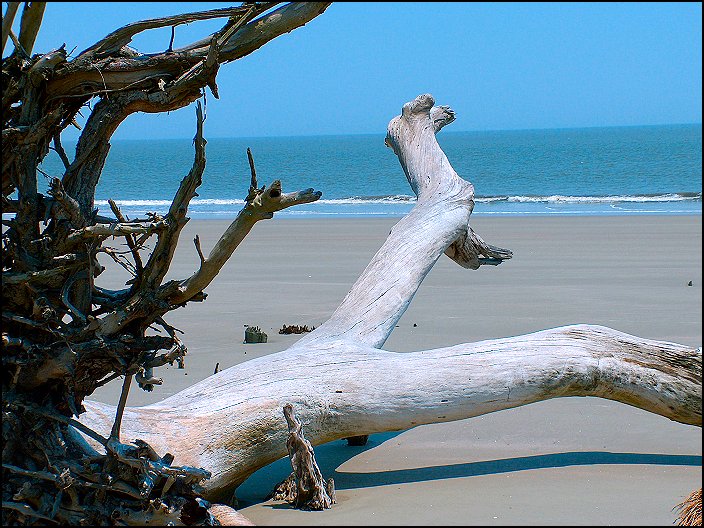 Hunting Island beach
---------
 (  ,      )