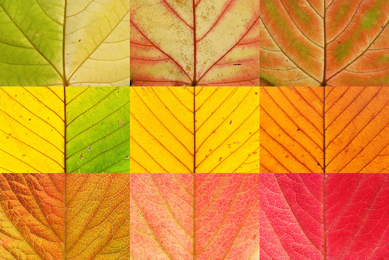 Autumn Leaves #2
---------
 (  ,      )