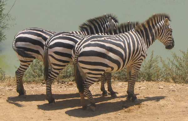 zebraS
---------
 (  ,      )