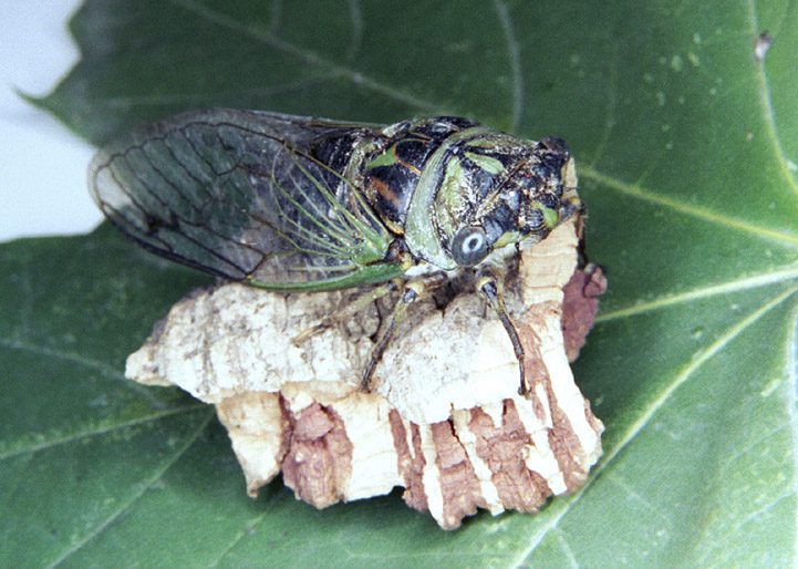 Cicada
---------
 (  ,      )